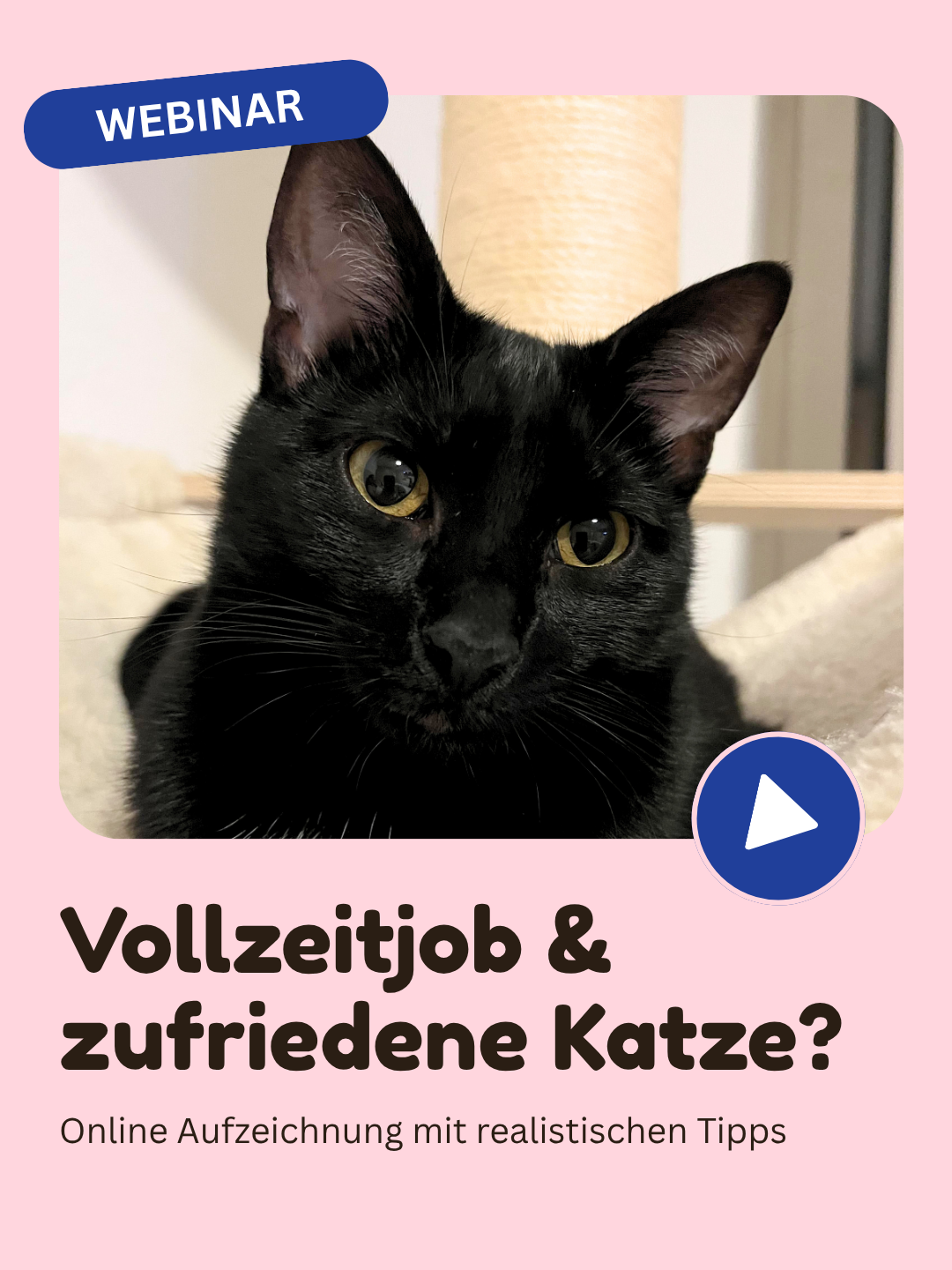Vollzeitjob & zufriedene Katze? - Online Aufzeichnung mit realistischen Tipps
