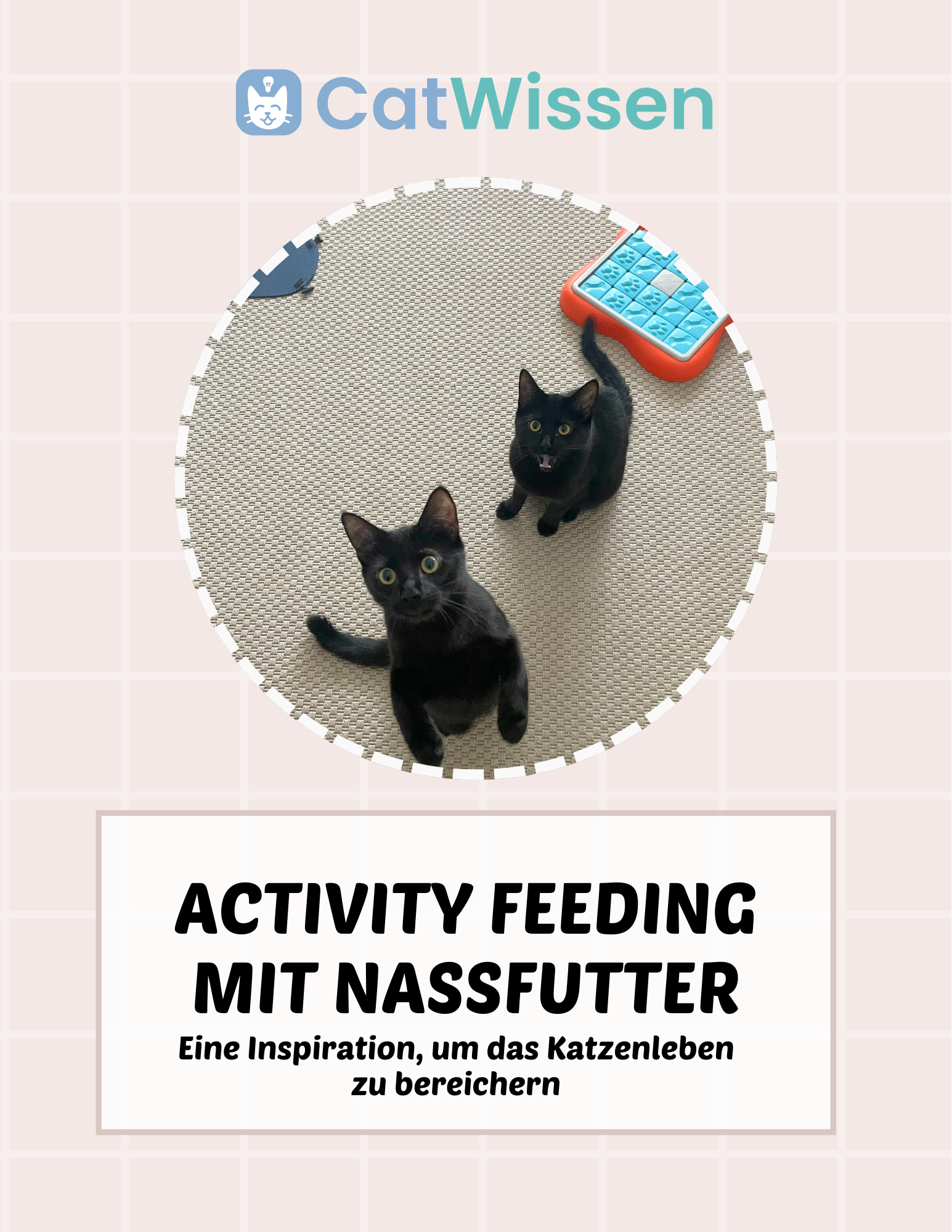 Activity Feeding mit Nassfutter – Digitaler Katzenratgeber – CatWissen