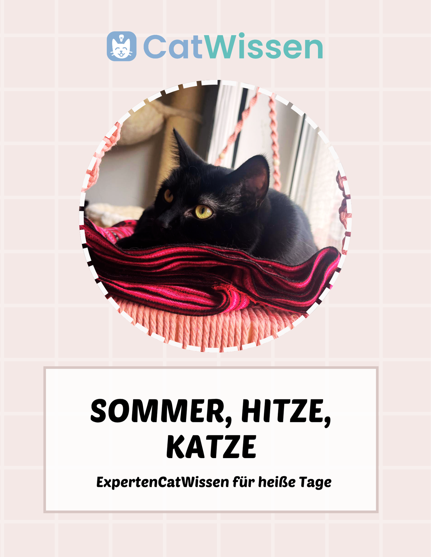 Sommer, Hitze, Katze: ExpertenCatWissen für heiße Tage - Webinar