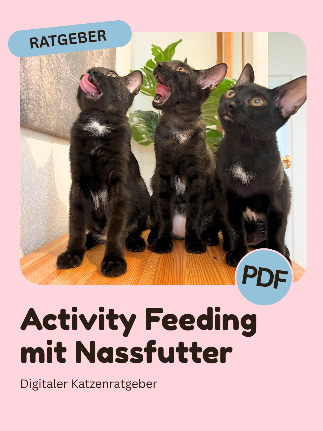 Activity Feeding mit Nassfutter – Digitaler Katzenratgeber