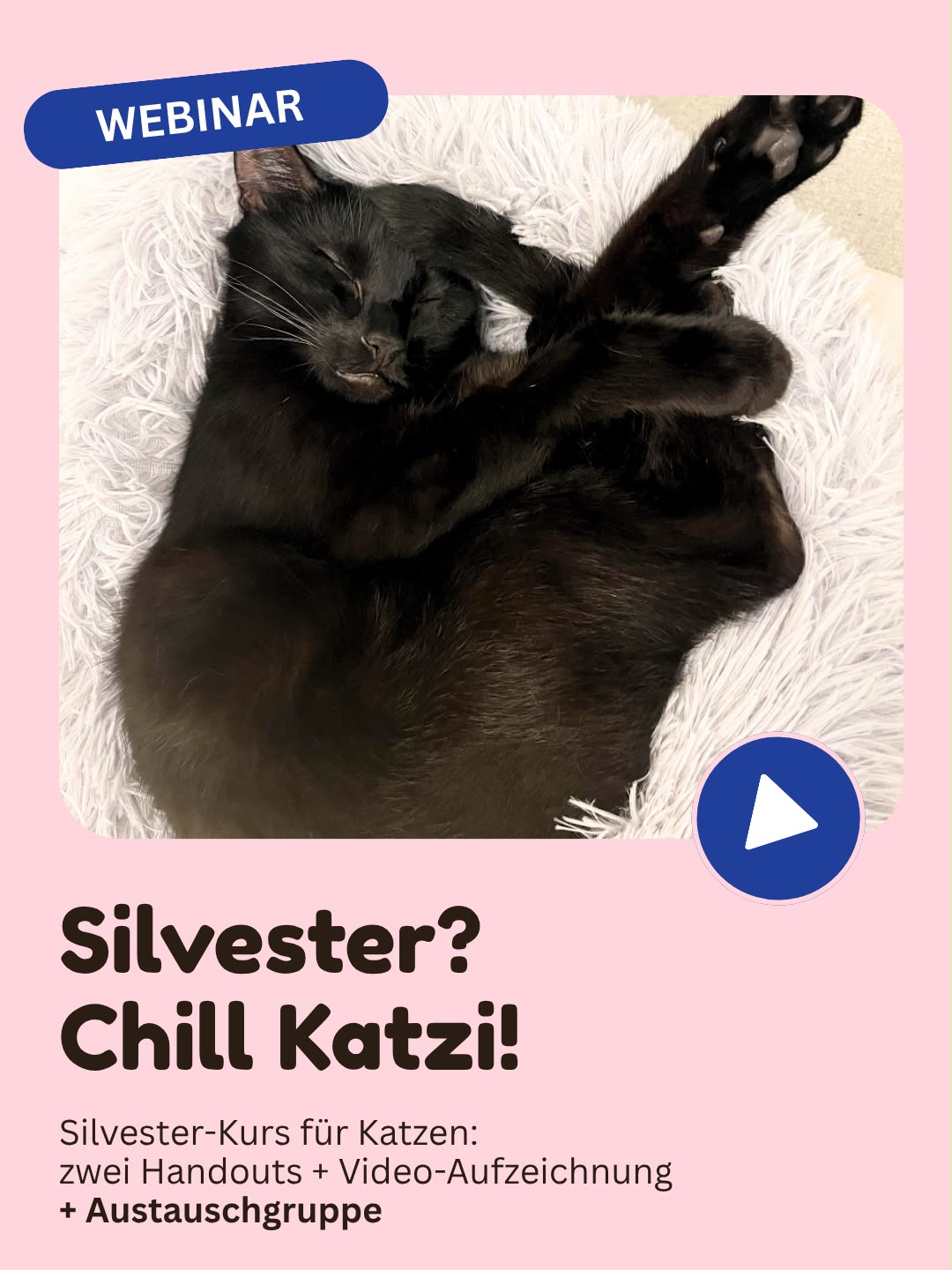 Silvester? Chill Katzi!