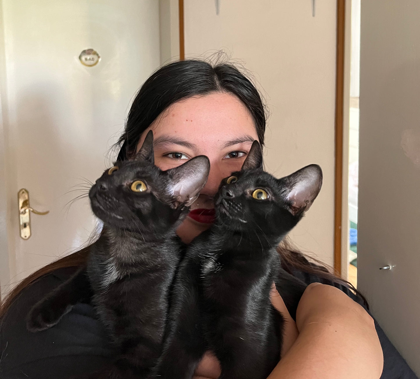 Eine Stunde online Katzenberatung