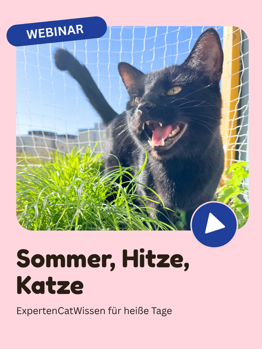 Sommer, Hitze, Katze: ExpertenCatWissen für heiße Tage - Webinar