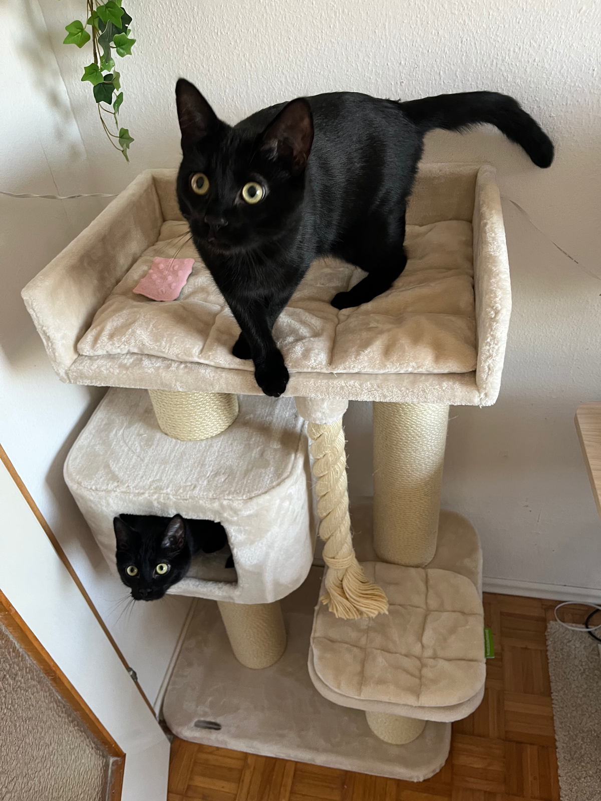 Stundenkontingent Katzenberatung