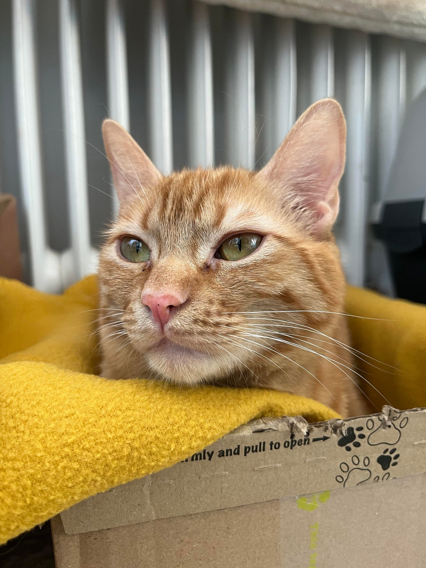 Vollzeitjob & zufriedene Katze? - Online Aufzeichnung mit realistischen Tipps