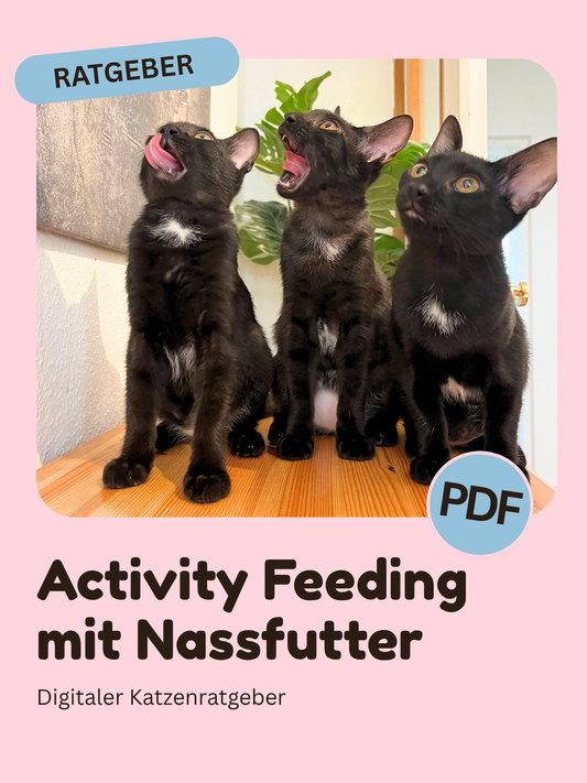 Activity Feeding mit Nassfutter – Digitaler Katzenratgeber